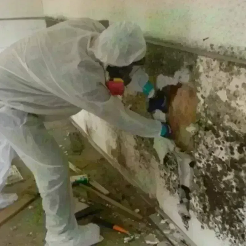 Mold Remediation and Removal in Green Springs, OH